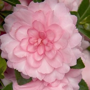 pink perpelexion square