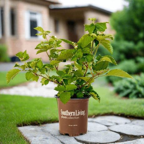 Blackberry Bushes for Sale