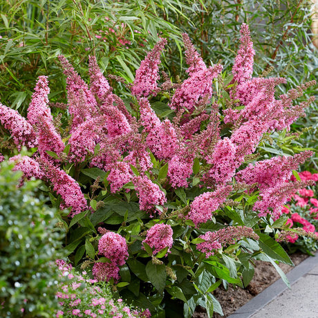 Butterfly Bush for sale with pink flowers