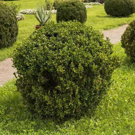 Wintergreen Boxwood Landscape
