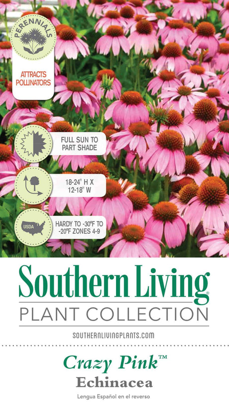 Crazy Pink Echinacea Tag Front