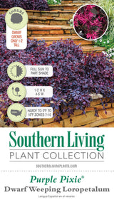 Purple Pixie Loropetalum Tag Front