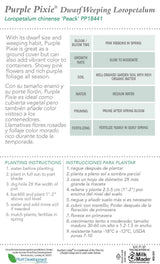 Purple Pixie Loropetalum Tag Back