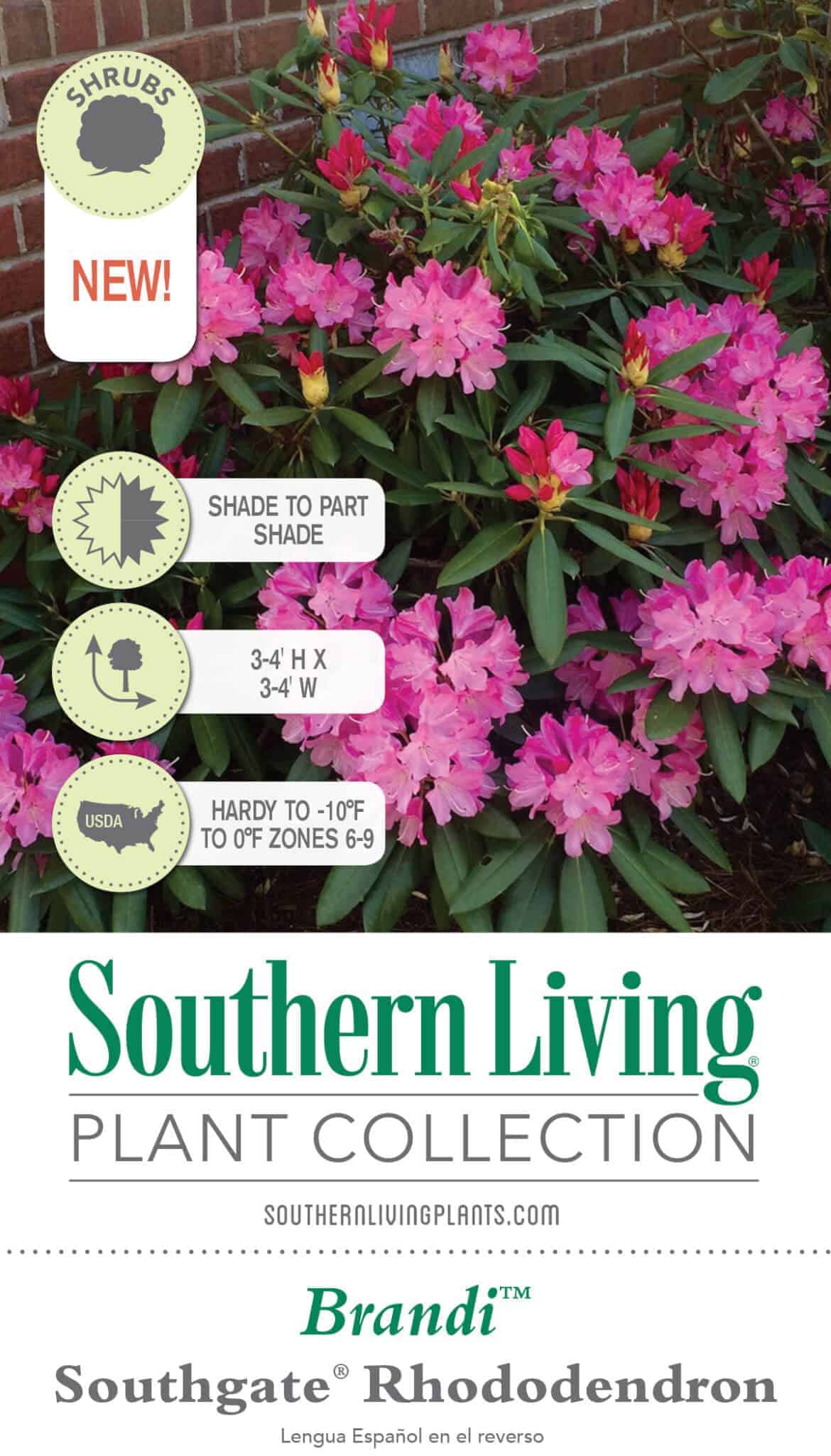Southgate Brandi Rhododendron