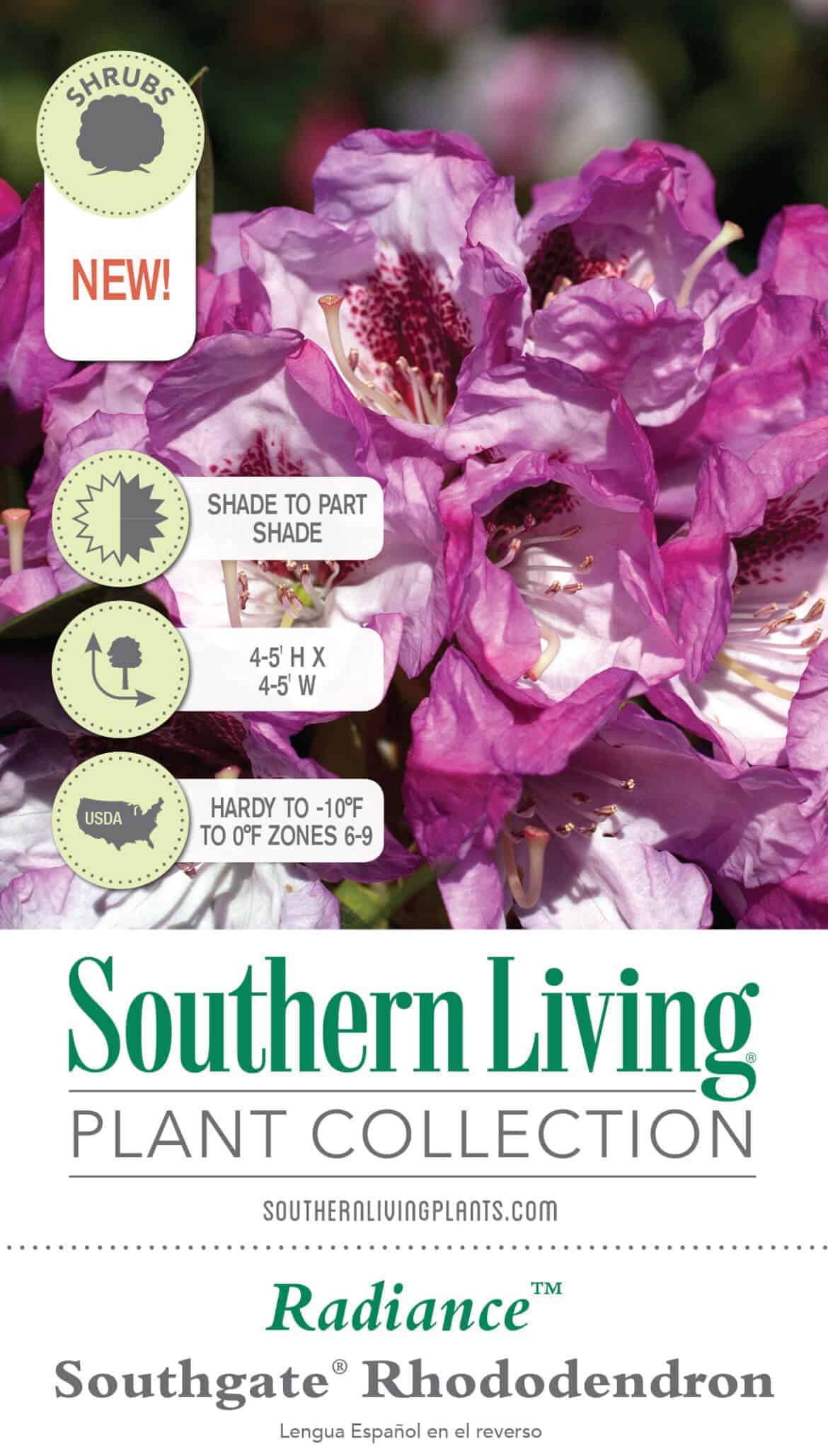 Southgate Radiance Rhododendron (Pot Size: 2 Gallon)