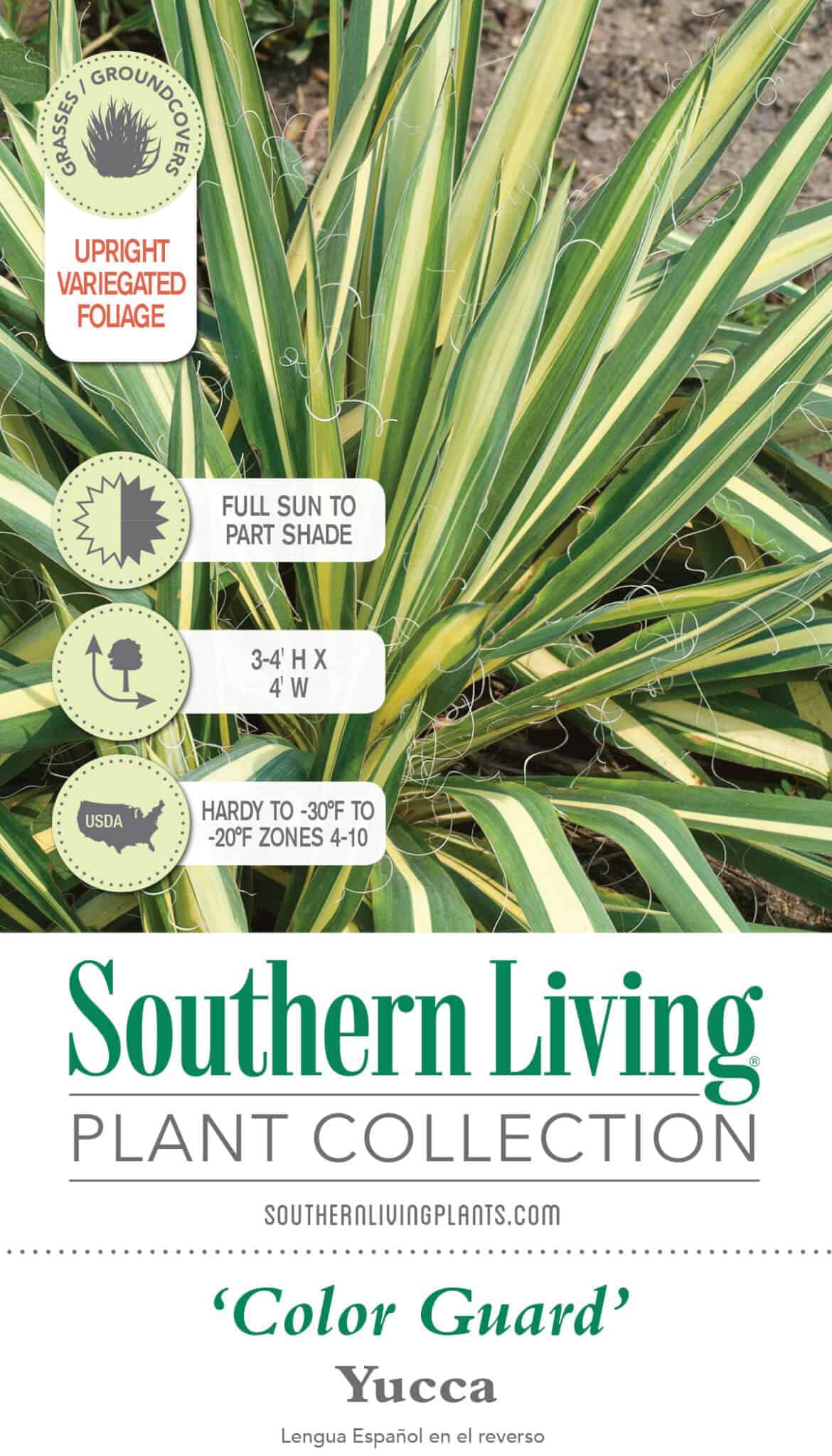 Color Guard Yucca | Shop Online – Plants by Mail