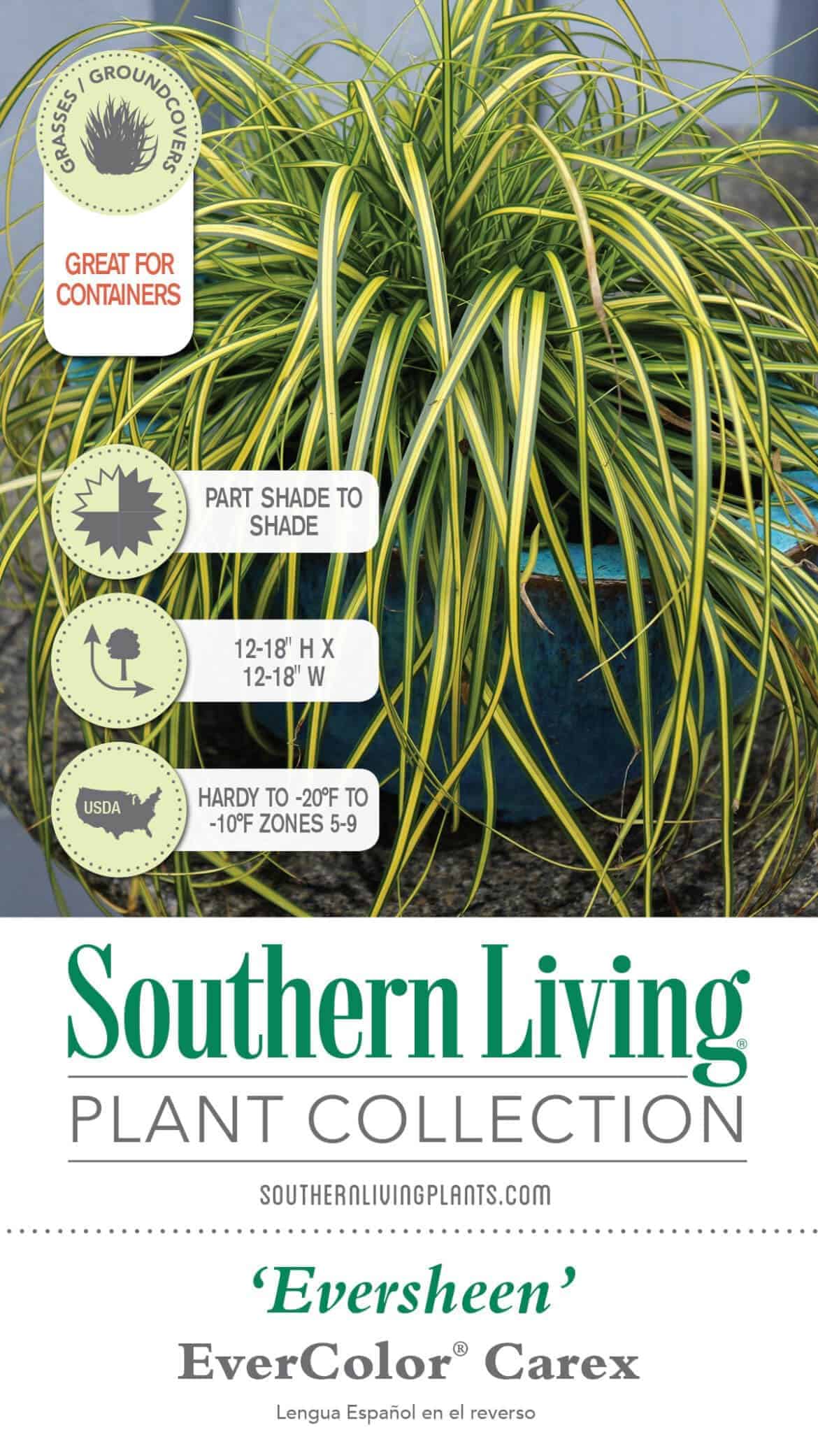 EverColor Eversheen Carex Grass | Shop Online – Plants by Mail