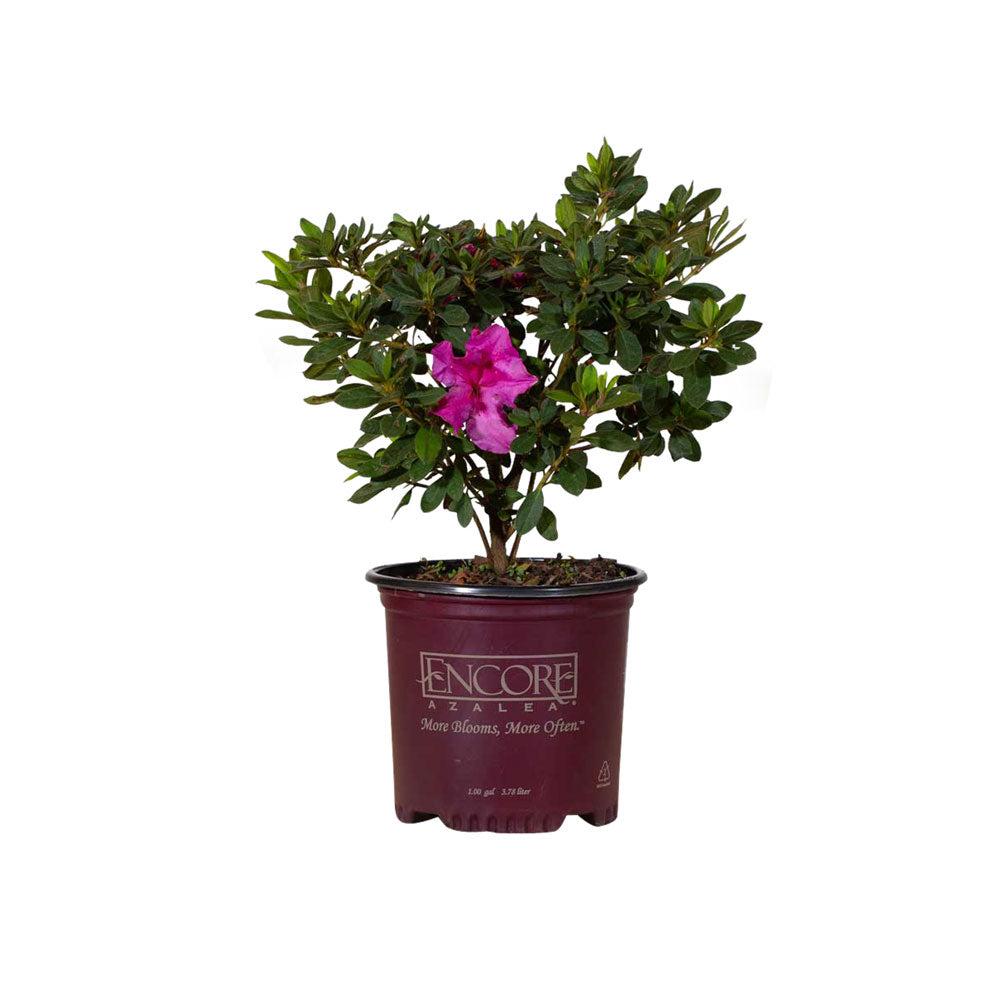Autumn Royalty Encore Azalea – Plants by Mail