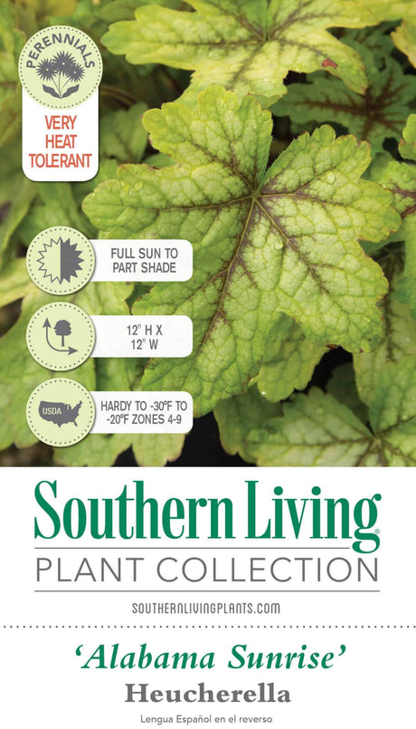 alabama sunrise foamy bells heucherella southern living care guide