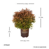 Fire Chief Arborvitae (Thuja)
