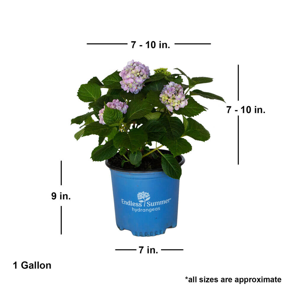 hydrangea0223ページ Hydrangea bonsai. This hydrangea is cold “Okutama”. Blue and