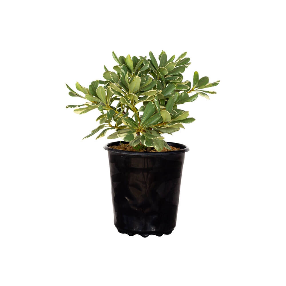 Variegated Pittosporum (Variegated Japanese Mock Orange)