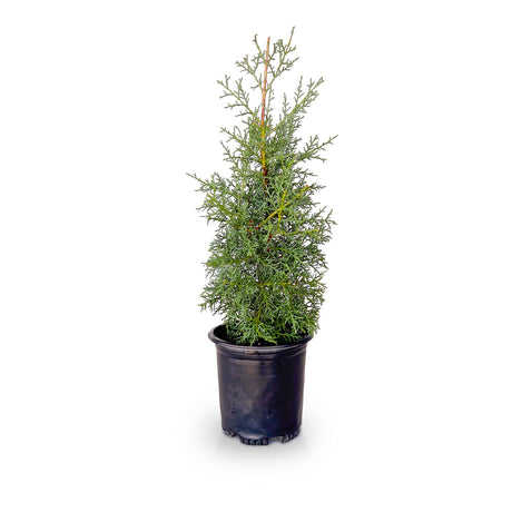 2.5 quart evergreen carolina sapphire cypress tree for sale online with pyramid habit and blue-green foliage in a black nursery pot