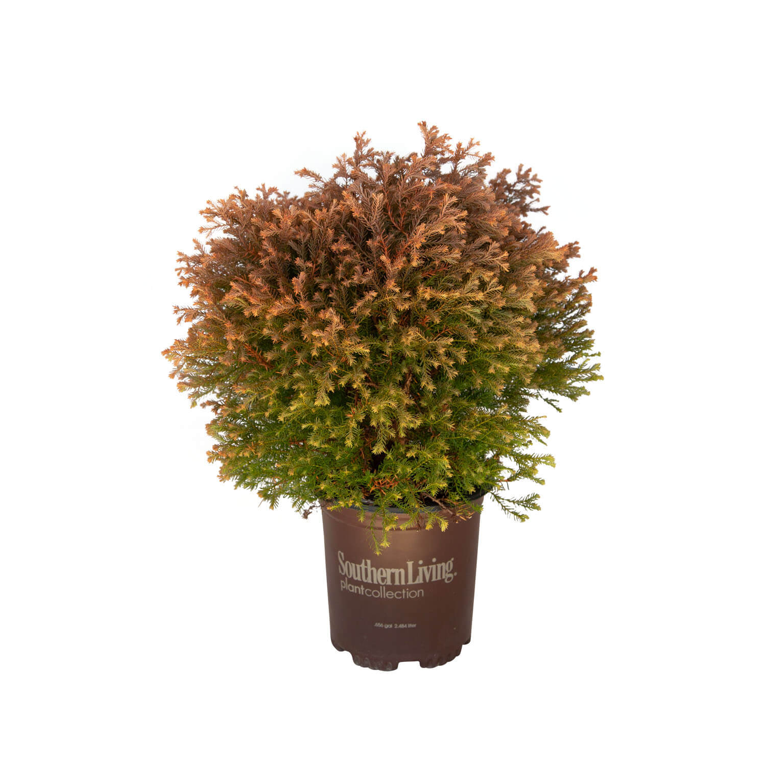 Fire Chief Arborvitae (Thuja)