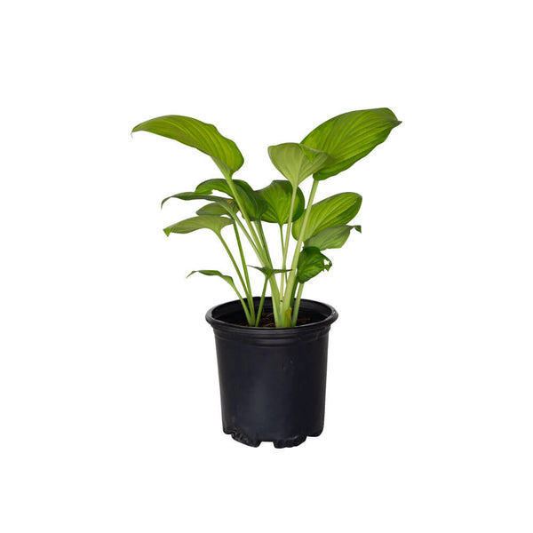 hosta guacamole plant Guacamole Hosta – Vibrant Variegated Hosta with White Blooms – Plants by  Mail