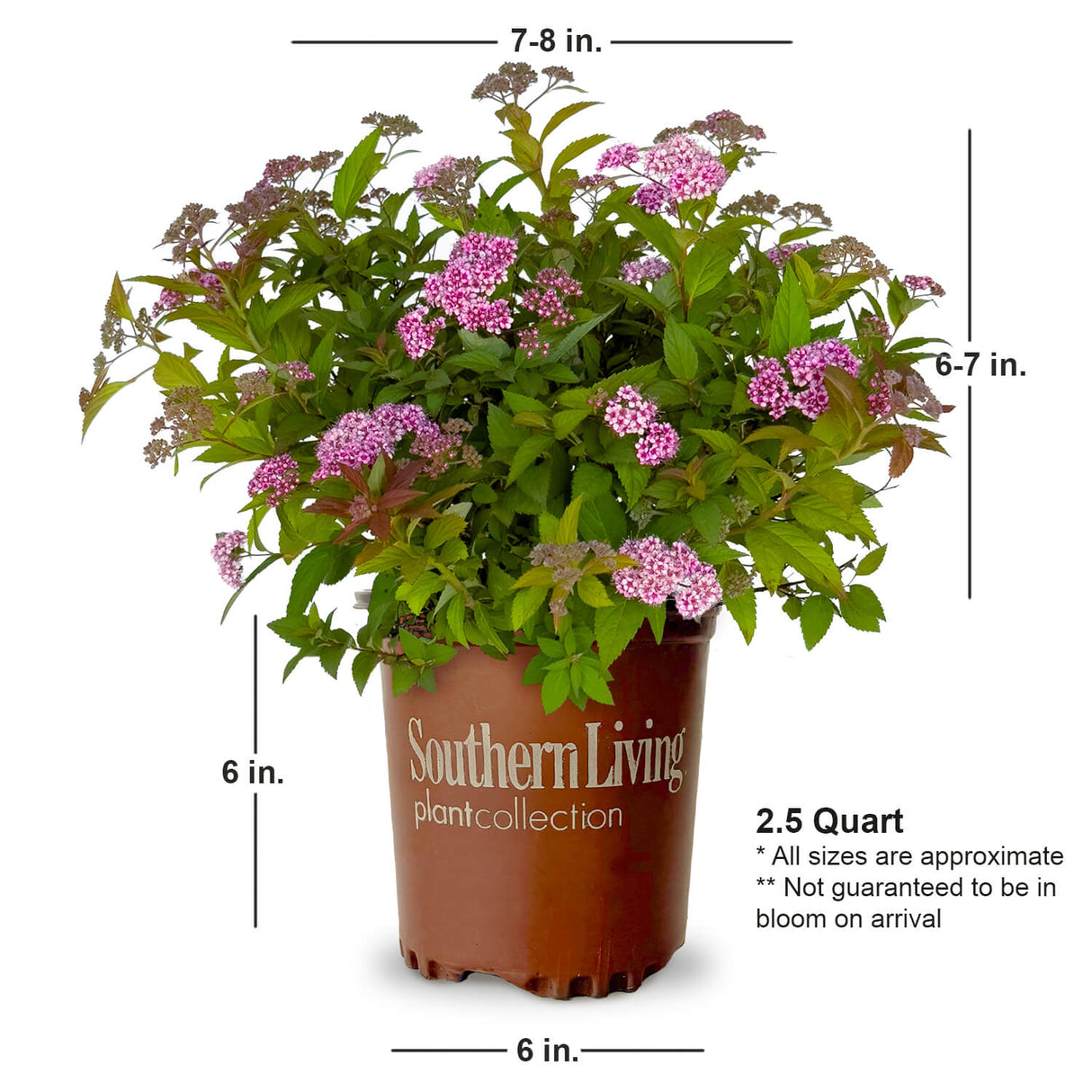 Little Bonnie Dwarf Spiraea