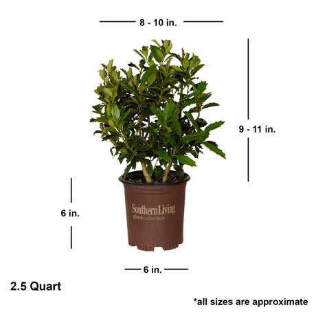 2.5 Quart Oakland Holly tree for sale with shipped plant dimensions. Ships at approx 9-11 inches tall by 8-10 inches wide