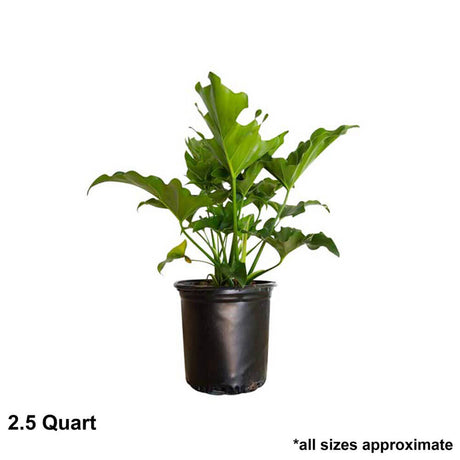 1 gallon Split leaf philodendron for sale in a black nursery container