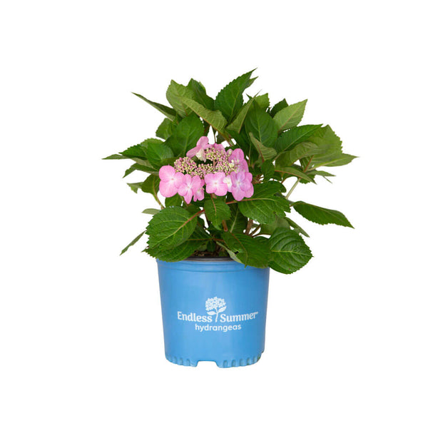 1g-twist-n-shout-hydrangea-