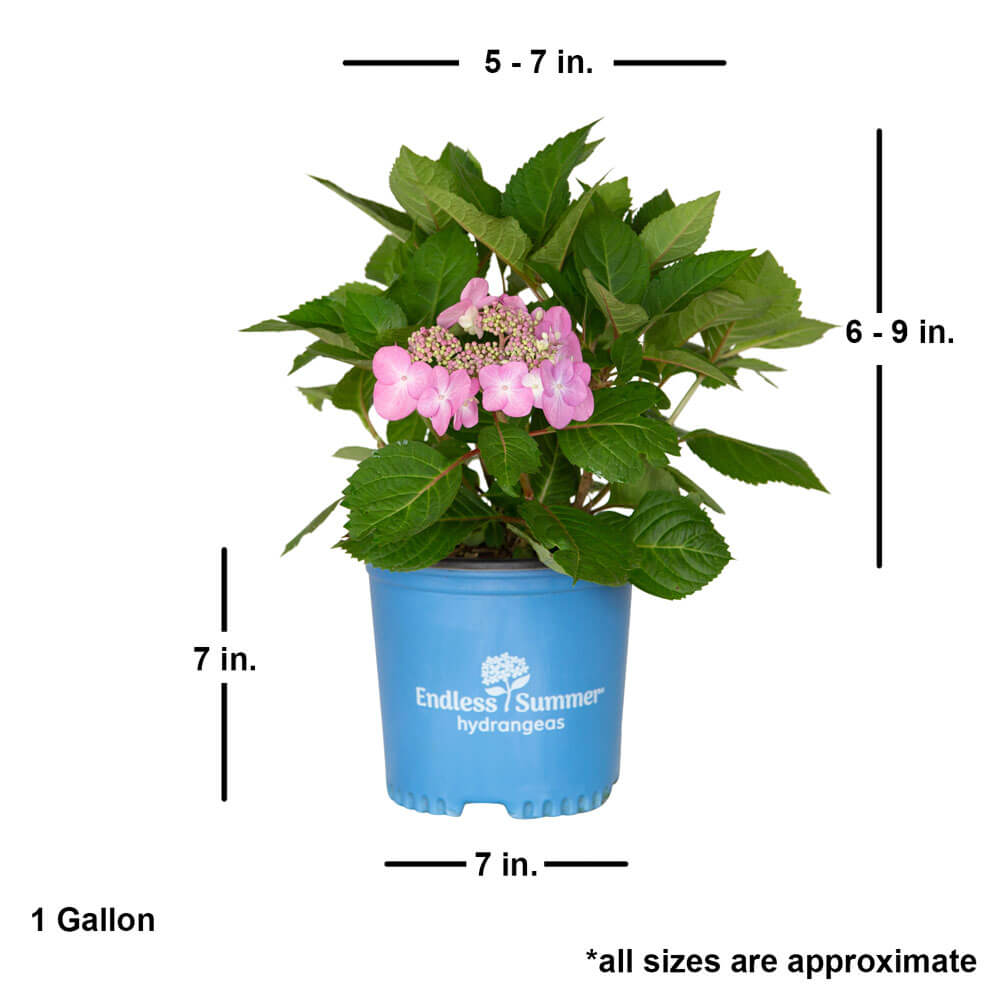 Twist-N-Shout Hydrangea | Endless Summer – Plants by Mail