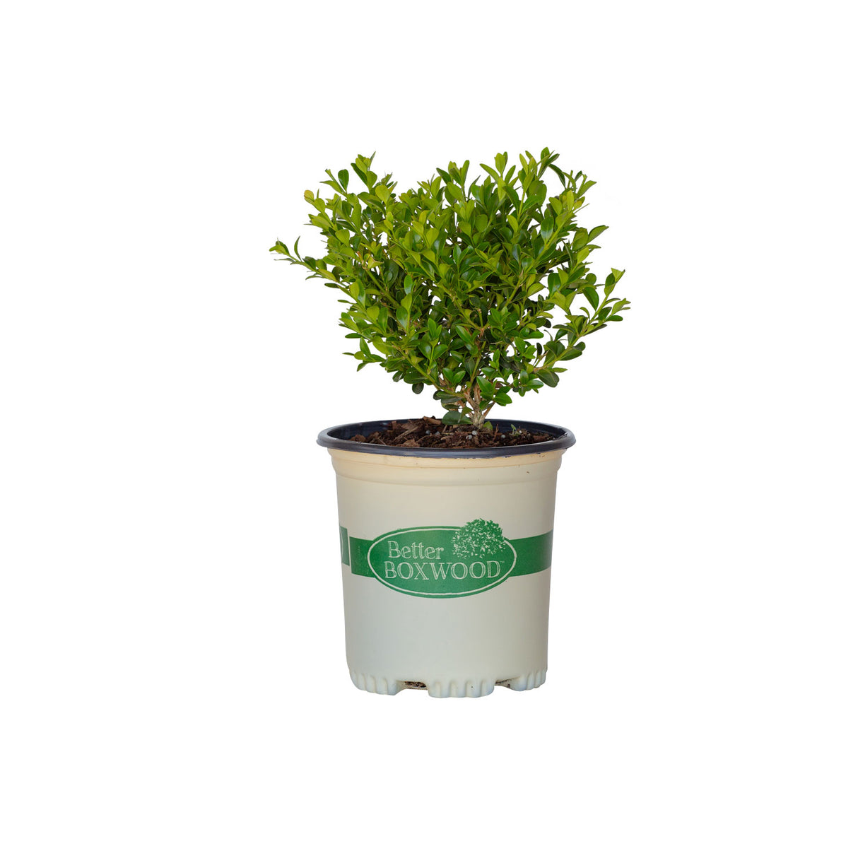 can you plant a boxwood in a pot Heritage Boxwood