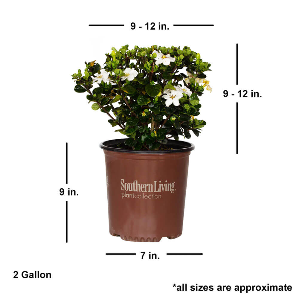 2 gallon gardenia plant diamond spire gardenia with shipped plant dimensions. ships at approx 9-12 inches tall by 9-12 inches wide