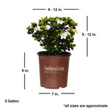2 gallon gardenia plant diamond spire gardenia with shipped plant dimensions. ships at approx 9-12 inches tall by 9-12 inches wide