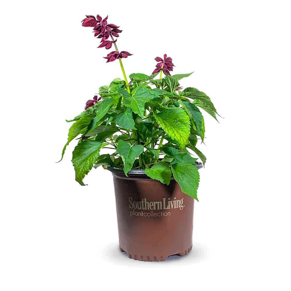 2 Gallon Saucy Purple Salvia for sale with purple flower stalks and bright green foliage in a brown Southern Living Plant Collection pot on a white background