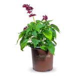 2 Gallon Saucy Purple Salvia for sale with purple flower stalks and bright green foliage in a brown Southern Living Plant Collection pot on a white background
