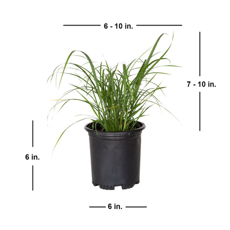 2.5 Quart Maiden Grass Miscanthus grass with shipped product dimensions. Ships at approx 7-10 inches tall by 6-10 inches wide