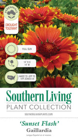 Sunset Flash Gaillardia Tag Front