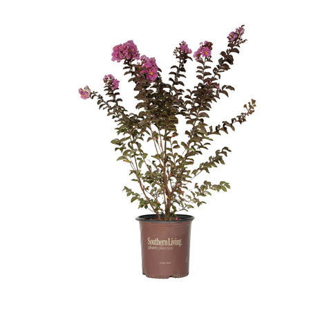 2 gallon southern living plant collection delta eclipse crepe myrtle tree for sale with pink flowers