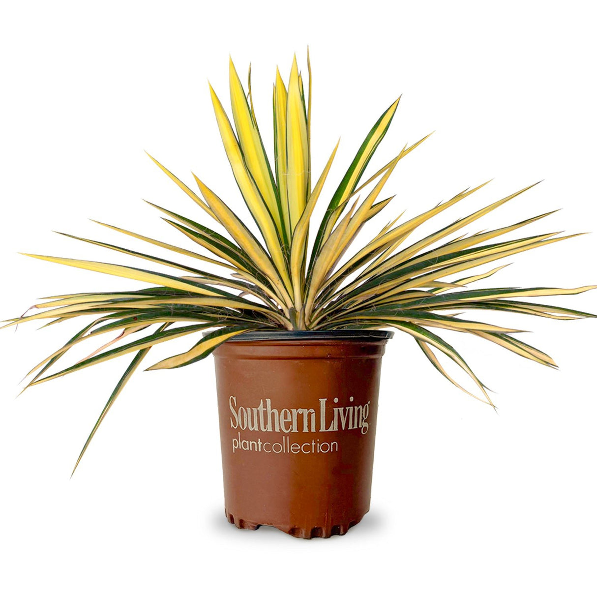 Color Guard Yucca 1.5 Gallon