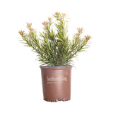 2 Gallon Mood Ring Podocarpus for sale with light green foliage and pink new growth