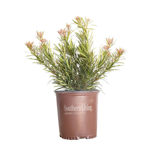 2 Gallon Mood Ring Podocarpus for sale with light green foliage and pink new growth