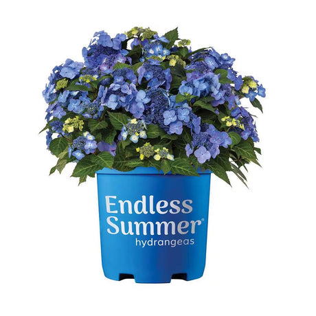 2 Gallon Pop Star Hydrangea for sale with bright blue flowers and deciduous green foliage in a blue endless summer hydrangea container on a white background