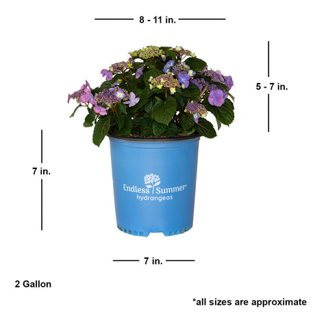 2 Gallon Pop Star Hydrangea for sale with shipped plant dimensions. Ships at approx 5-7 inches tall and 8-11 inches wide
