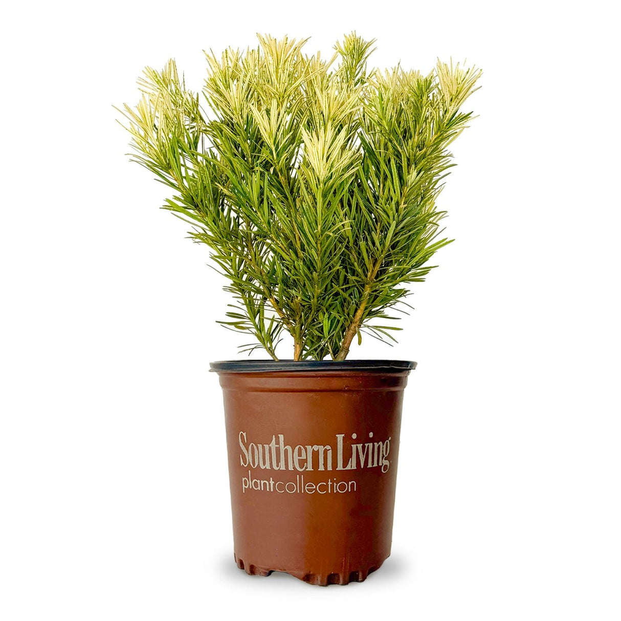 Roman Candle Podocarpus Yew