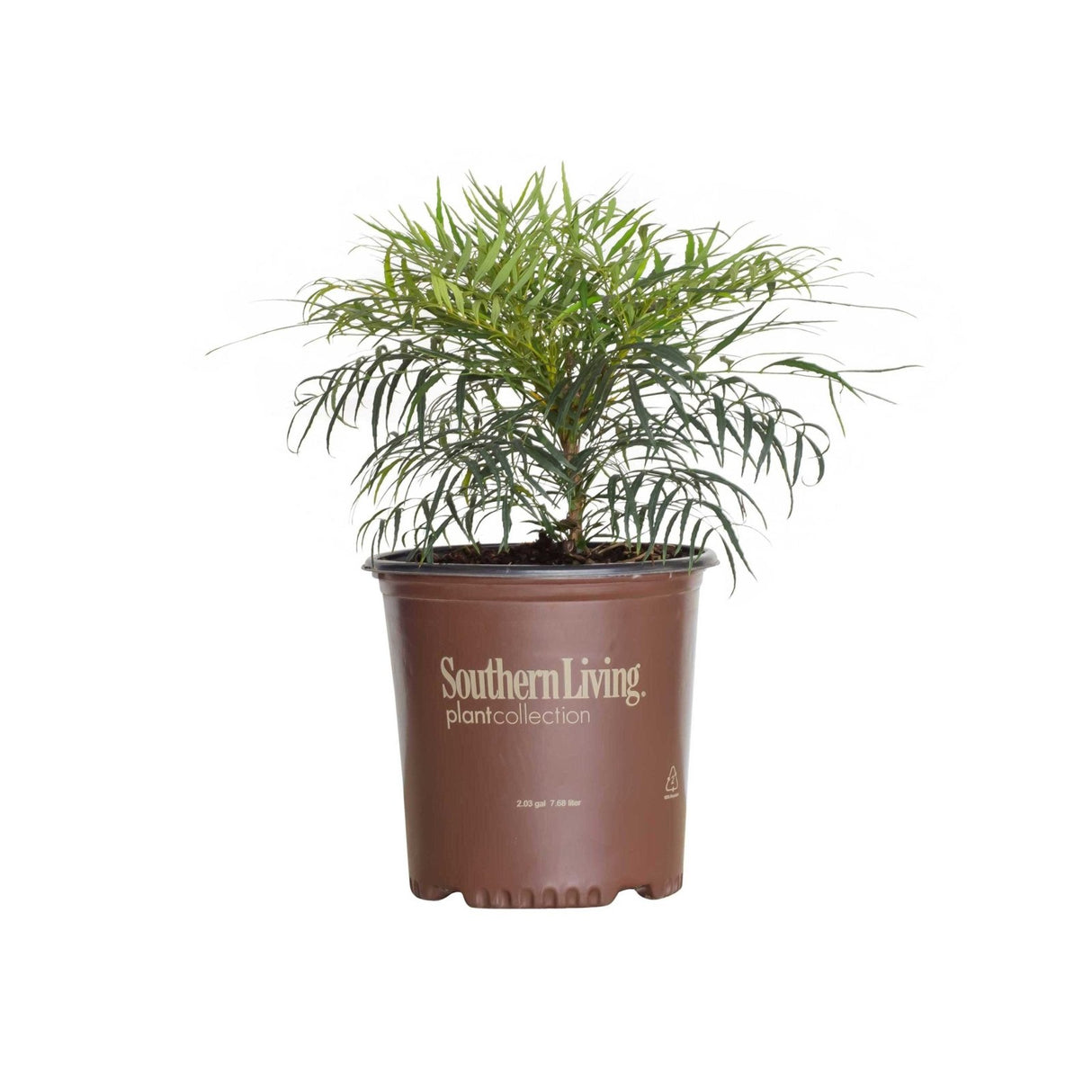mahonia bonsai Soft Caress Mahonia