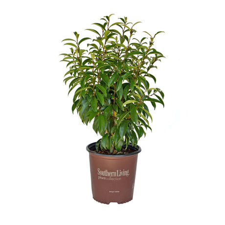 2 Gallon Stellar Ruby Magnolia plant for sale in a southern living plant collection container