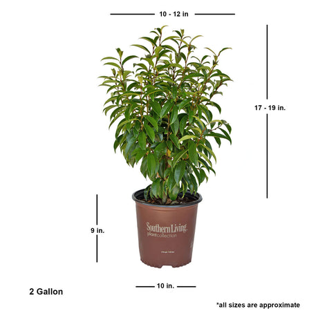 2 Gallon Stellar Ruby Magnolia plant for sale with shipped plant dimensions. Ships at approx 17-19 inches tall by 10-12 inches wide
