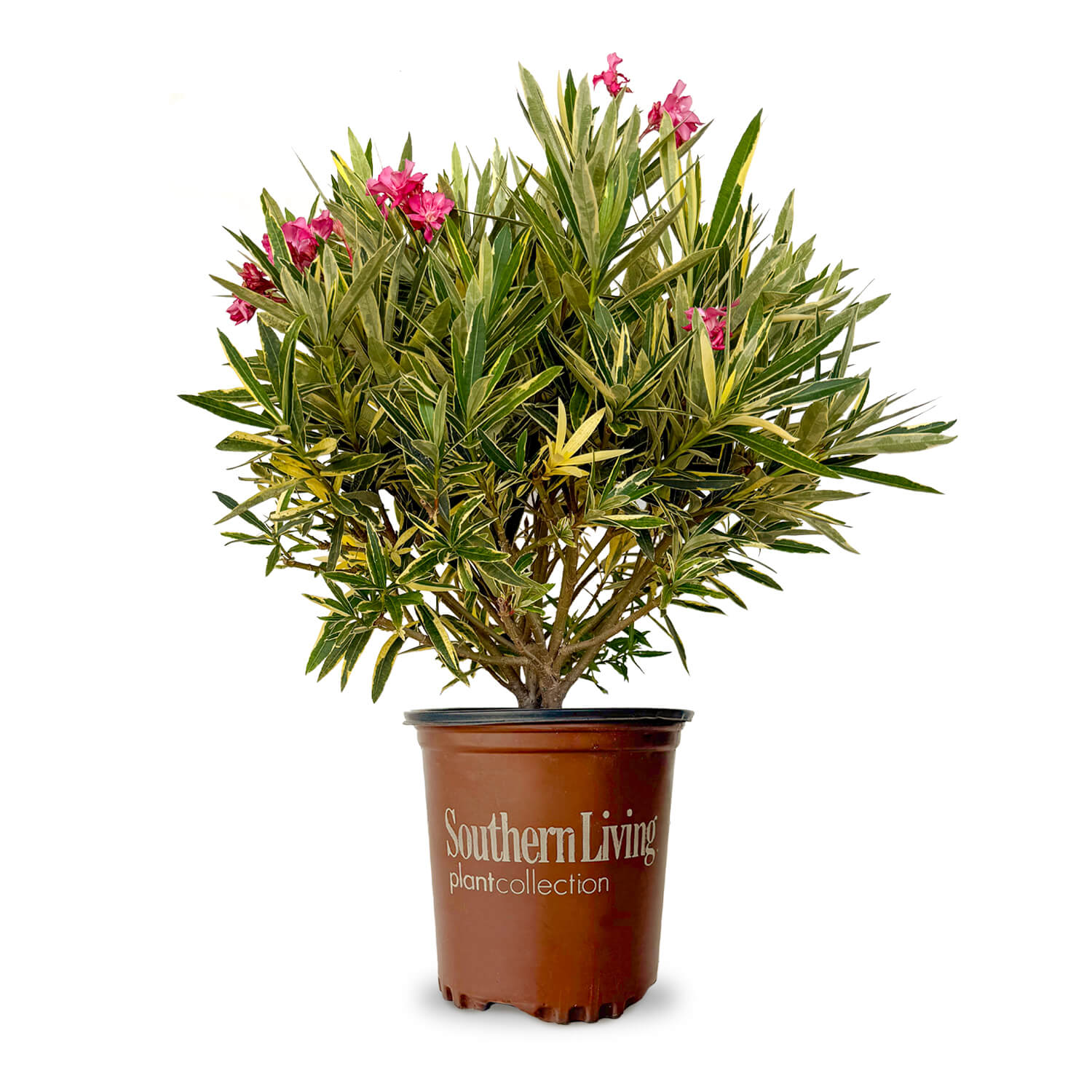 Twist of Pink Oleander