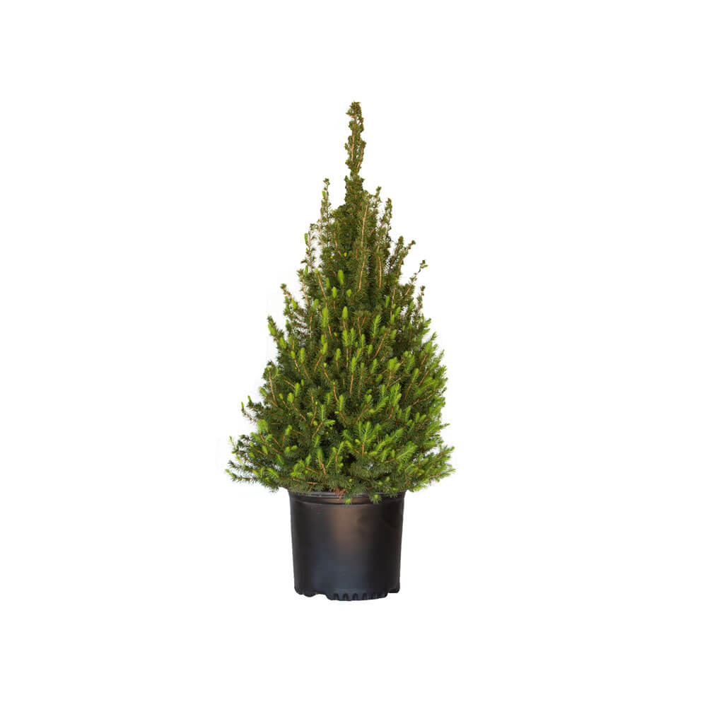 Flowerwood Outdoor Live Dwarf Alberta Spruce Evergreen Tree 2.5 qt