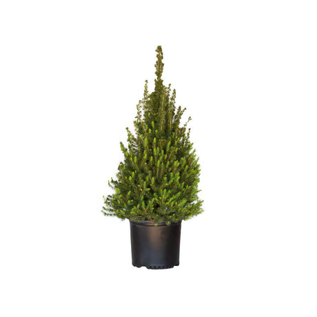 2.5 gallon dwarf alberta spruce tree for sale with pyrmid habit and bluish green conifer foliage in a black nursery pot on a white background