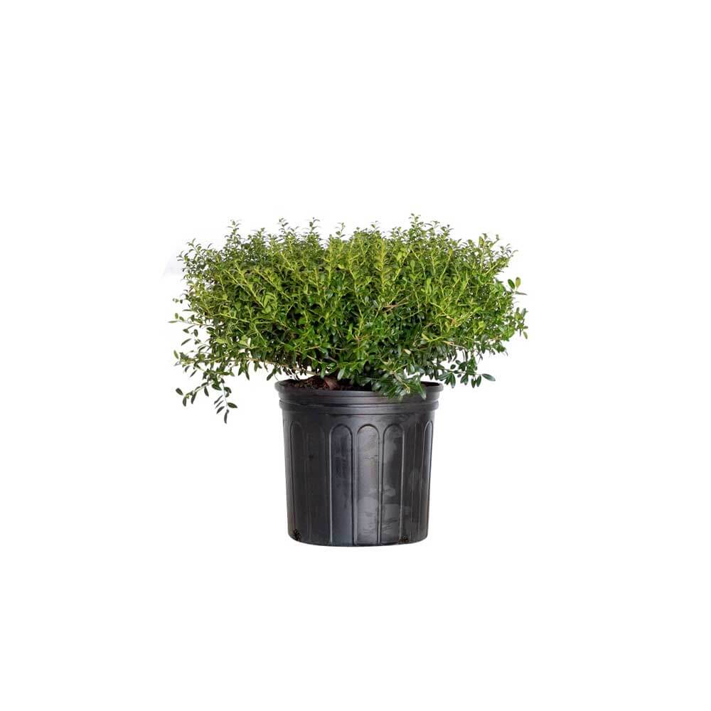 Soft Touch Holly | Shop Online – Plants by Mail