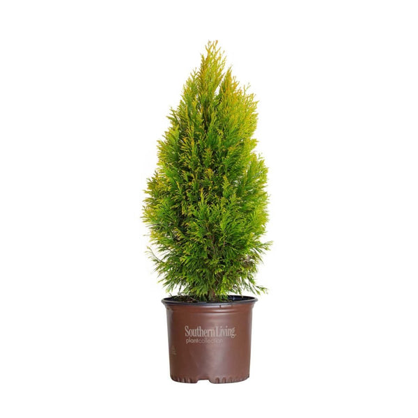 Forever Goldy Arborvitae