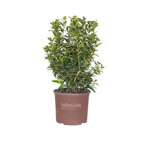 3 gallon fast growing oakland holly tree for sale online easy to grow