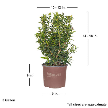 3 gallon southern living oakland holly tree dimensions for sale online. Ships at approx 14-18 inches tall by 10-12 inches wide