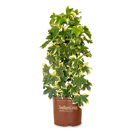 3 Gallon Angyo Star Fatshedera for sale with variegated green and cream foliage with large ivy like leaves in a southern living pot and trellis