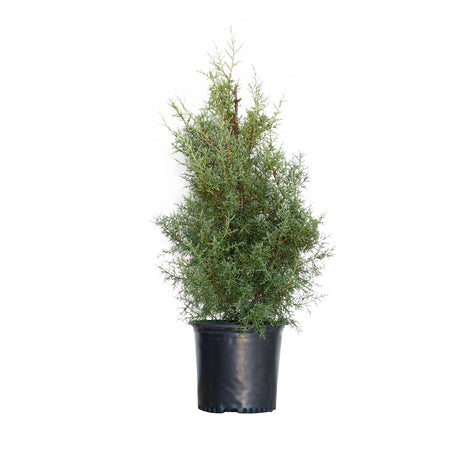 2.5 Gallon carolina sapphire Arizona Cypress tree for sale in a black container on a white background
